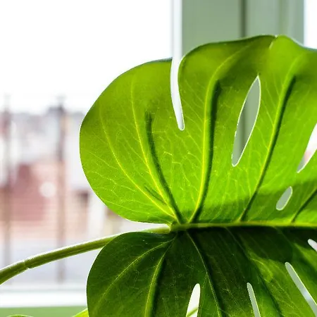 The Indy House - & Lisbon